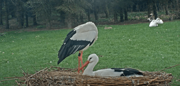 makov hnízdění čápů