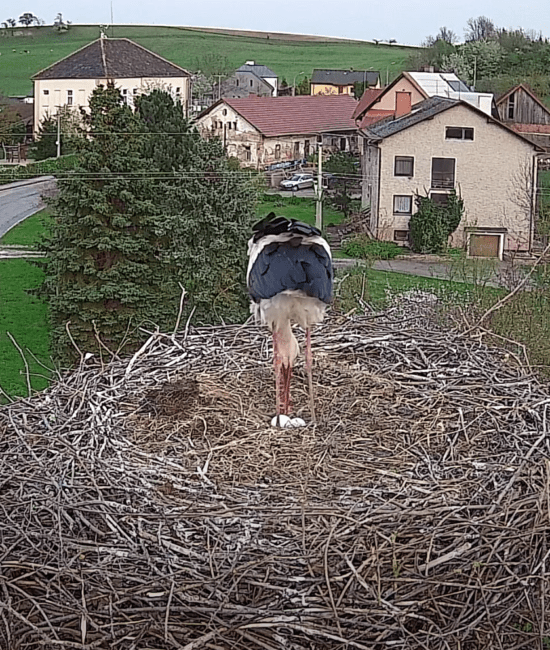 slavětín čapí hnízdo