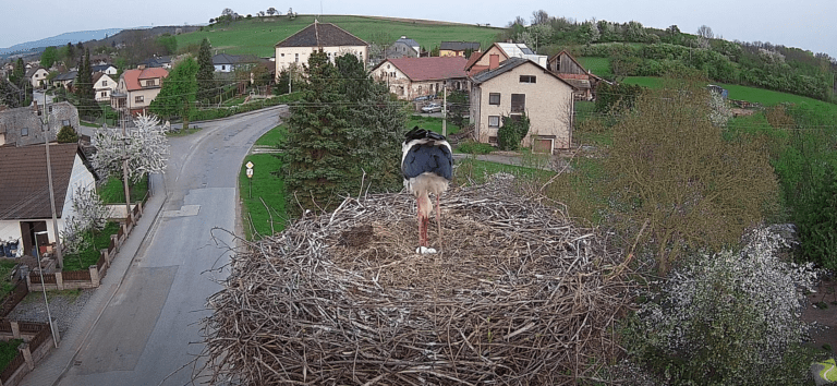 slavětín čapí hnízdo