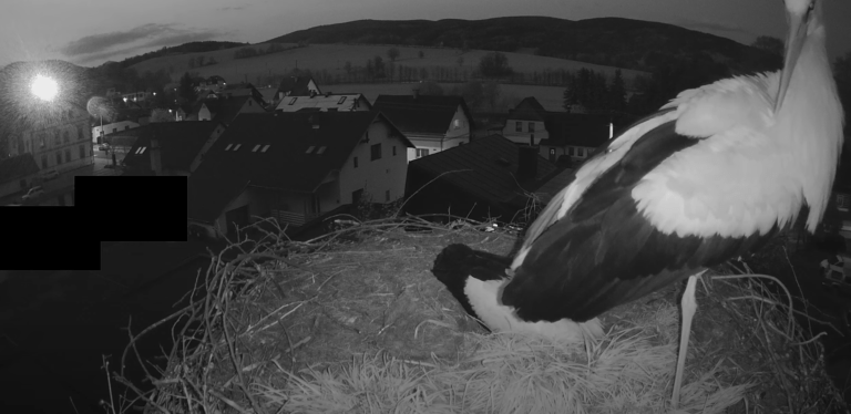 mladé buky čapí hnízdo