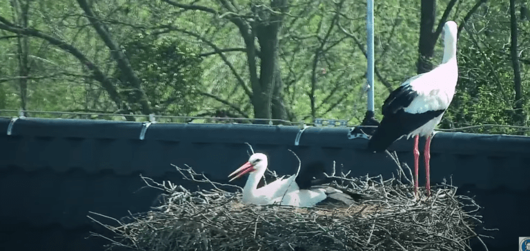 příbor restaurace u čápa