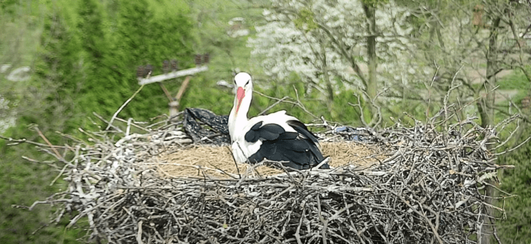 příbor restaurace u čápa