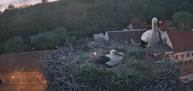 rychnov nad kněžnou čápi