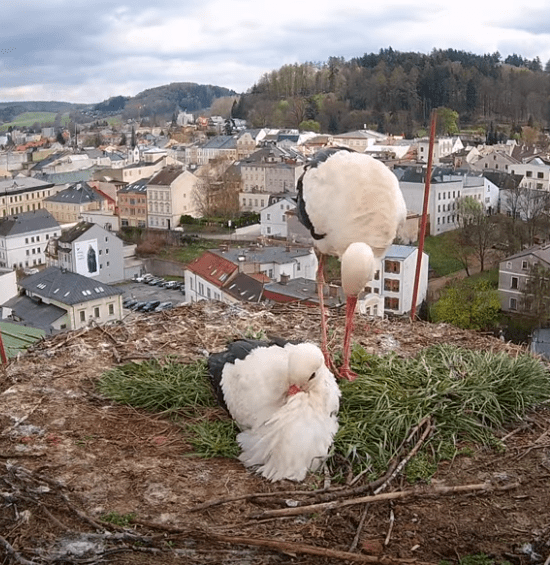 trutnov čapí hnízdo