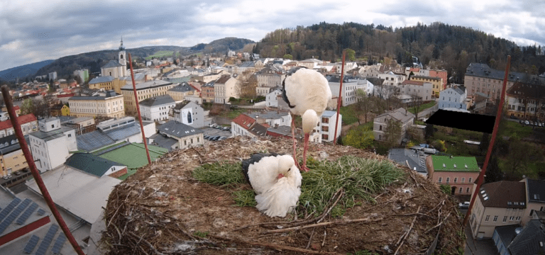 trutnov čapí hnízdo