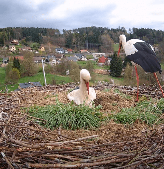 čapí hnízdo trutnov bohuslavice