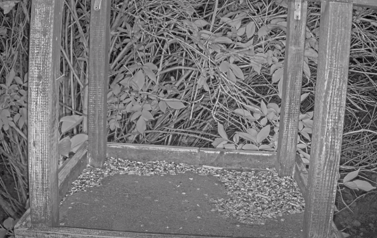 písek krmítko flekačky