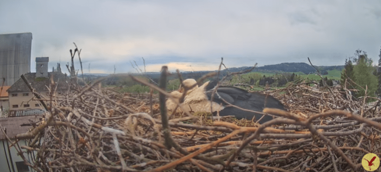 žamberk čapí hnízdo