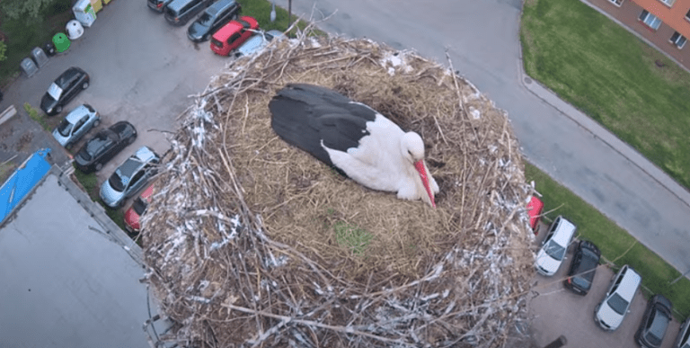 vamberk čapí hnízdo