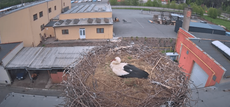 ústí nad orlicí čapí hnízdo