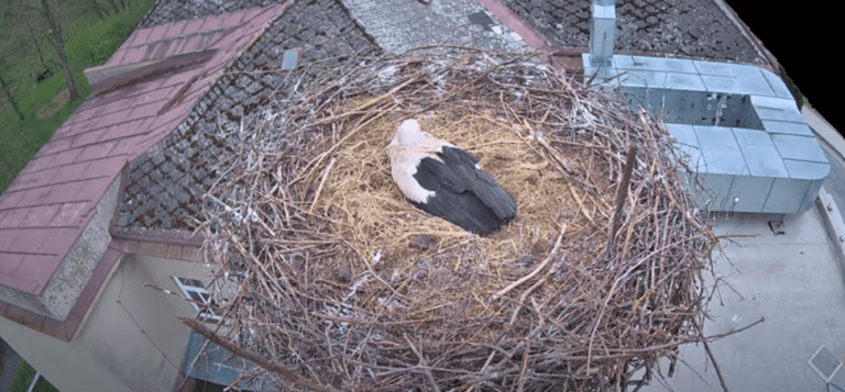 sádek u poličky čapí hnízdo