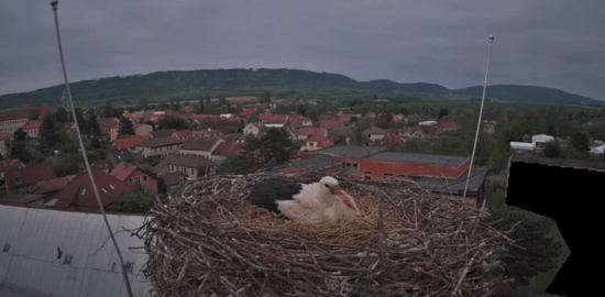 ronov nad doubravou čapí hnízdo