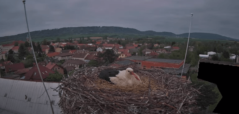 ronov nad doubravou čapí hnízdo