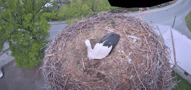 ronov nad doubravou čapí hnízdo