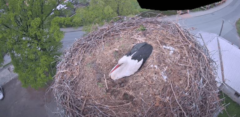 nasavrky čapí hnízdo