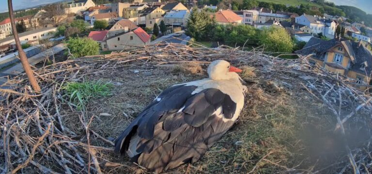 čapí hnízdo frýdlant
