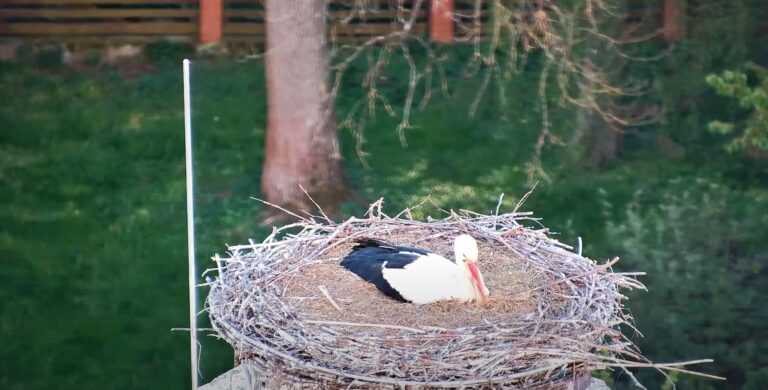 Jablonné v Podještědí – čapí hnízdo