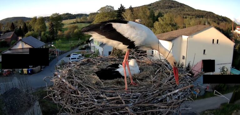 čapí hnízdo cvikov