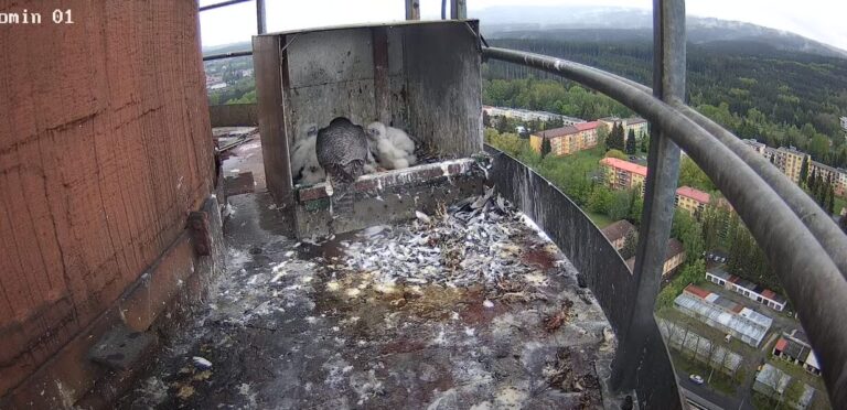 marianske lazne sokoli