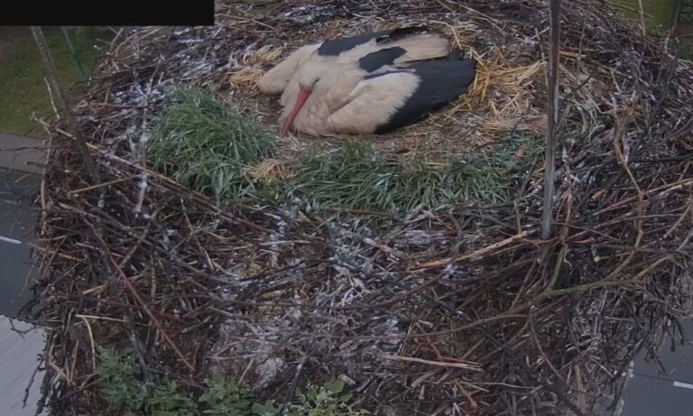 čapí hnízdo bzenec