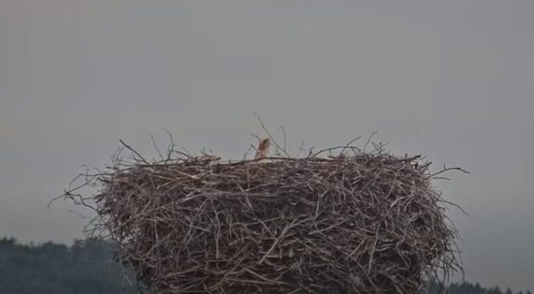 čapí hnízdo holešov