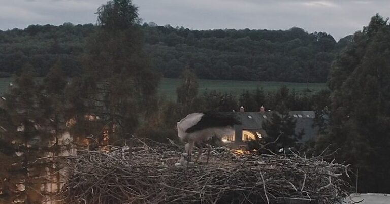 jedovnice čapí hnízdo