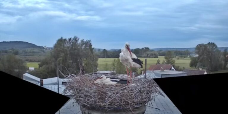 čapí hnízdo příšovice