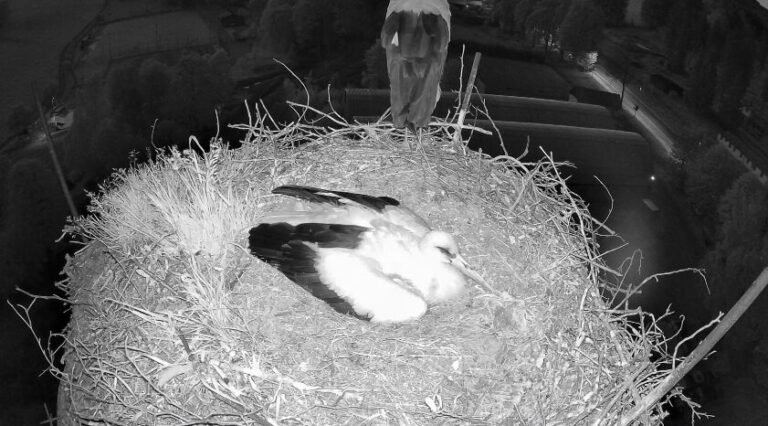 čapí hnízdo staré město