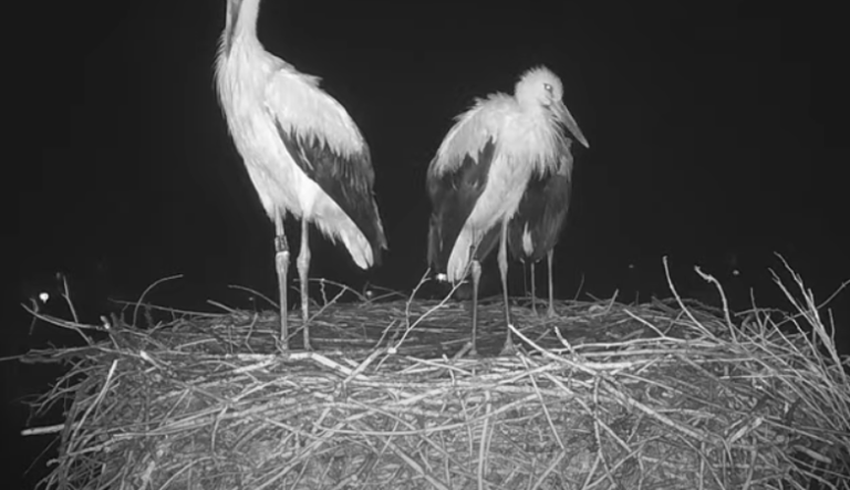 brandýs nad orlicí čápi